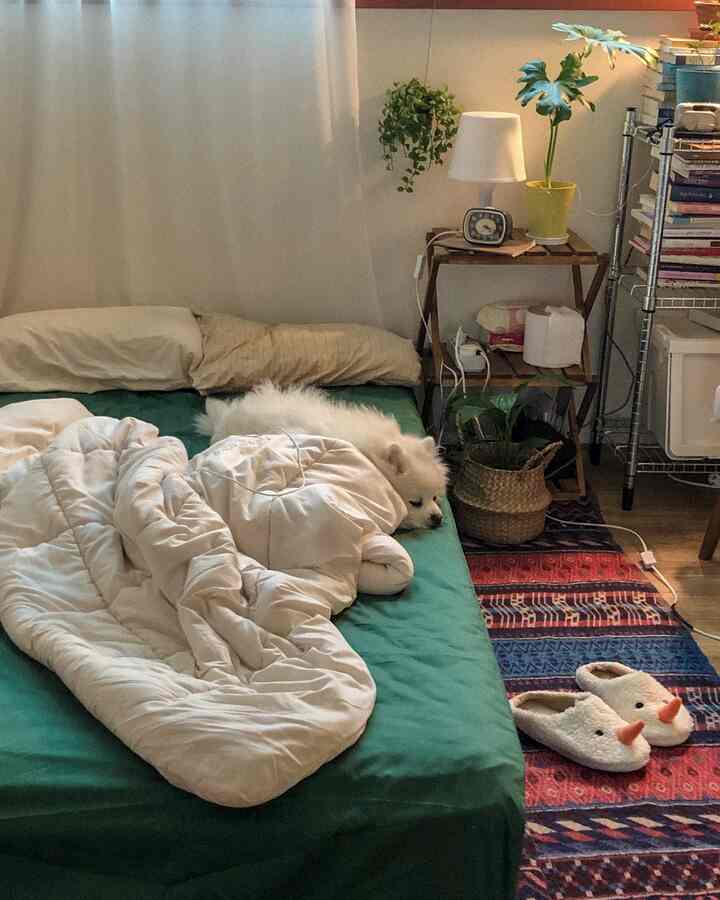 Natural and cozy studio bedroom with green and white tones, featuring a small white dog resting on the bed with green mattress cover