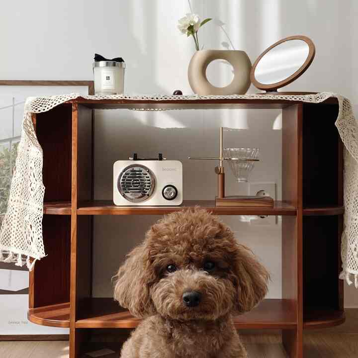 Natural-tone living room featuring a walnut wood shelf and an adorable brown poodle, creating a cozy atmosphere
