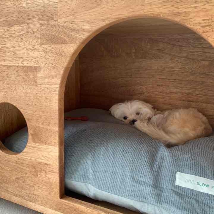 A small dog lying on a gray cushion inside a warm wood-toned pet house