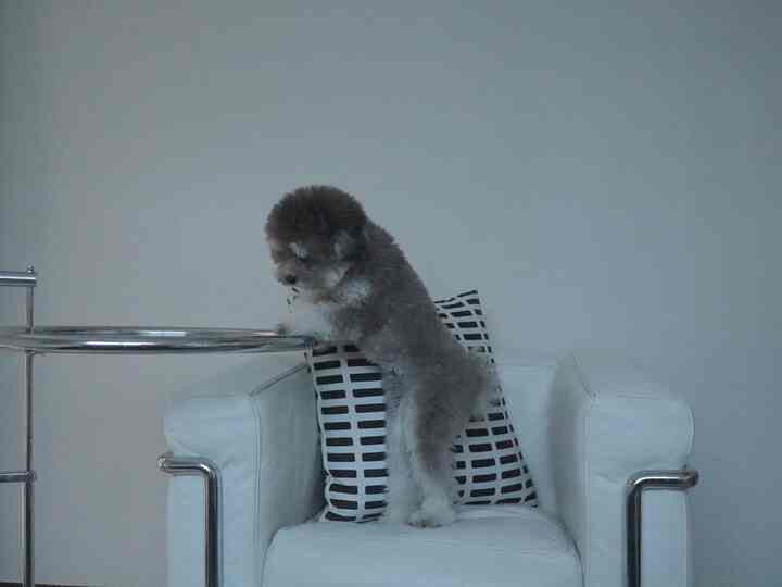 Modern interior with a white armchair topped by a patterned cushion and a small dog, set against a white tone space