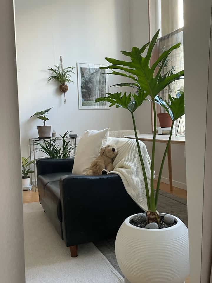 Natural-tone living room with white walls and a black sofa, featuring various plants and a pet plush toy