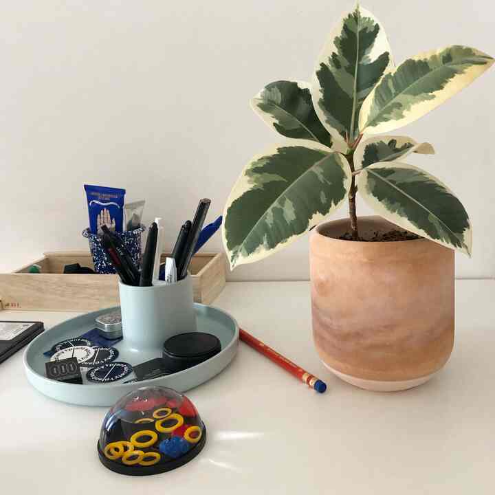 Natural color and white toned desk featuring large-leaf plant and office supplies creating a clean workspace