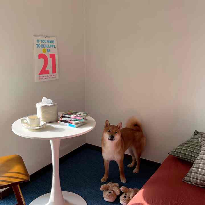 白い壁と青いカーペットが調和した寝室、丸いテーブルの上にインテリア小物と犬が配置された雰囲気のある空間