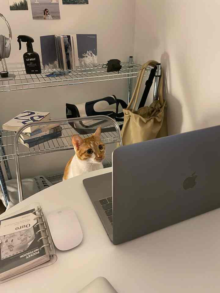 White-toned compact home office featuring a transparent chair with a cat and a round table creating a cozy study setup
