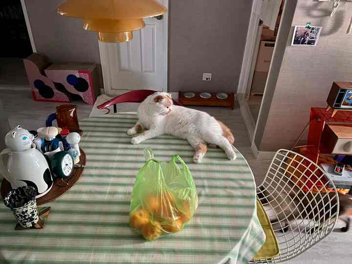 緑のストライプのテーブルクロスが敷かれたキッチンダイニングテーブルに白い猫とみかんの袋が置かれた雰囲気のある空間