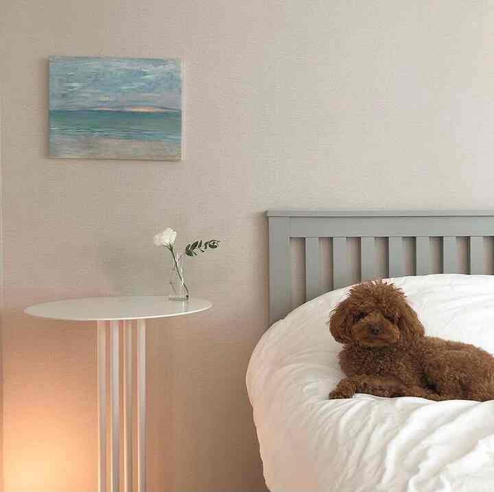 Pastel-toned bedroom with light gray bed frame, featuring a brown dog resting comfortably on white bedding in a warm atmosphere
