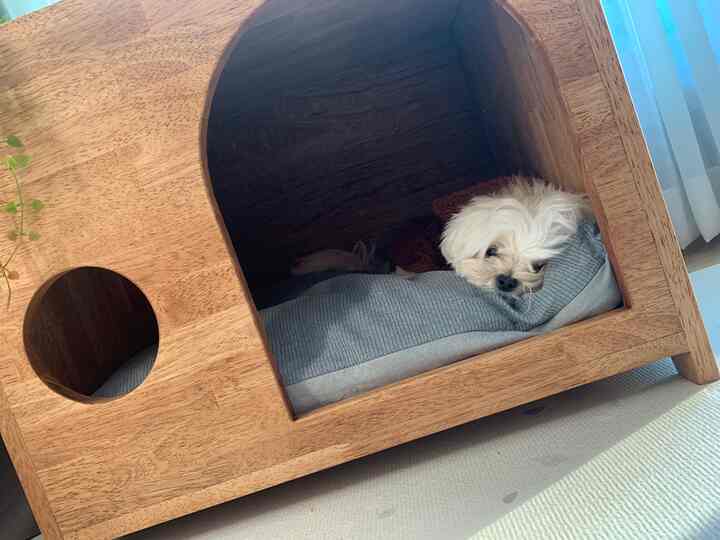ナチュラルな木目調のペットハウスの中で小さな白い犬がくつろいでいる雰囲気のあるペット空間