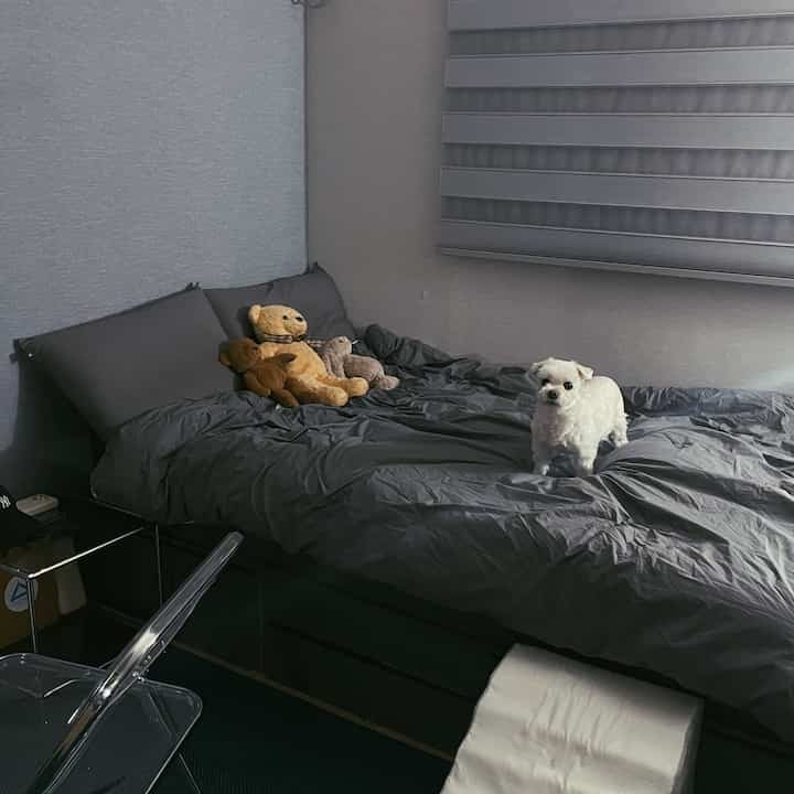 Dark gray toned bedroom featuring a bed with dark duvet cover, a dog, and stuffed toys creating a modern atmosphere