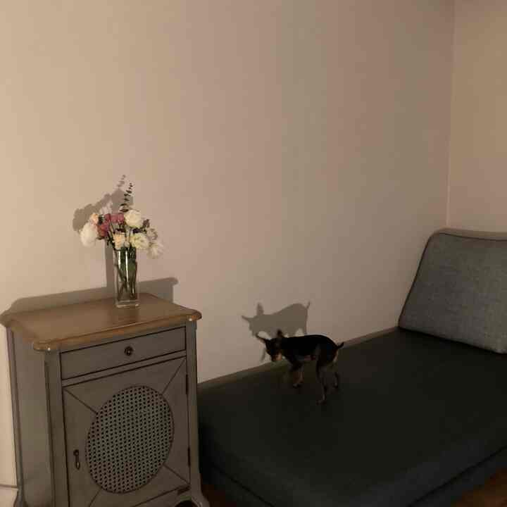 グレーのソファとブラウンのナイトテーブルが配置されたリビング、ソファの上に小型犬がいる落ち着いた空間