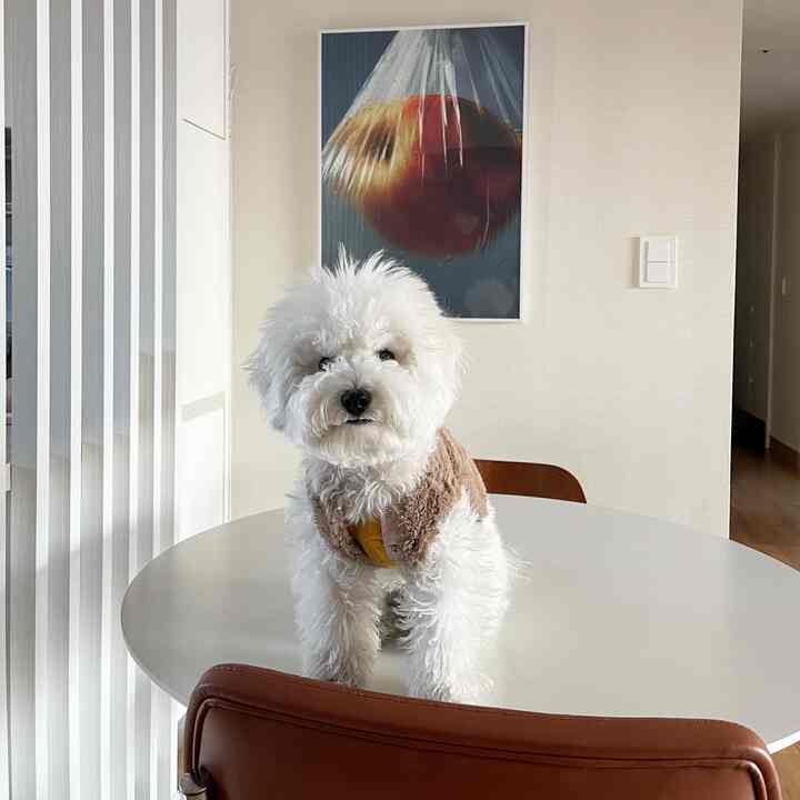 Modern space with white and brown tones, cozy living area featuring a dog sitting on a round white dining table
