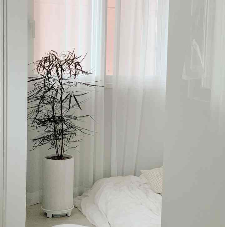 White tone bedroom featuring a central-left Aralia plant, sheer white chiffon curtains, and bedding with pillows on the floor in a minimal space