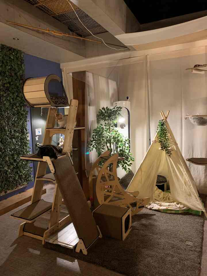 Natural wood tone and blue wall cat space featuring a large cat tower and pet house with cozy pet-friendly atmosphere