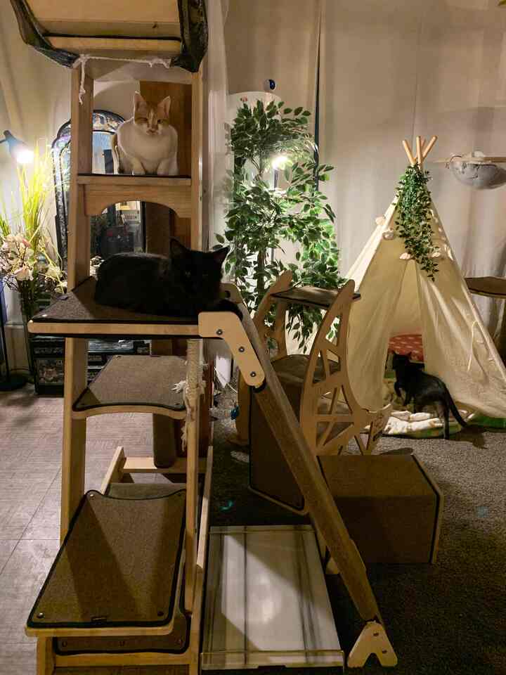Natural-toned kids' room featuring a central cat tower and a teepee tent on right, cozy space shared with pet cats