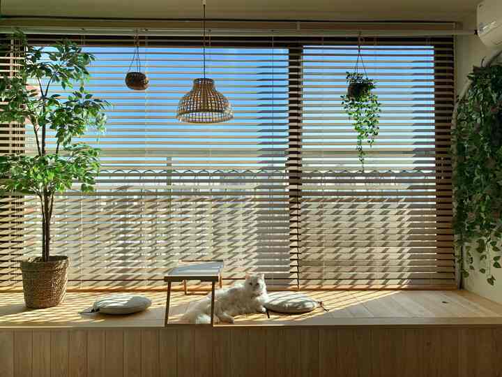 Bright wood-tone veranda featuring a platform seating with green plants and a white cat basking in sunlight, creating a natural atmosphere