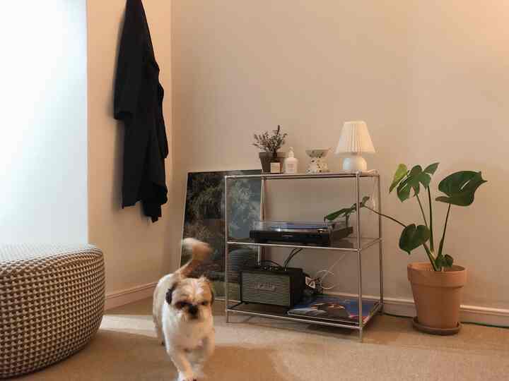 Living room with white walls and beige carpet, featuring a metal rack and a floor stool in a simple modern space with a small dog walking