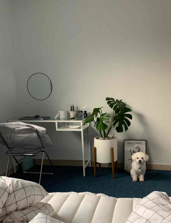 Cozy bedroom in white and blue tones featuring a desk with chair and natural modern style, with a small dog present