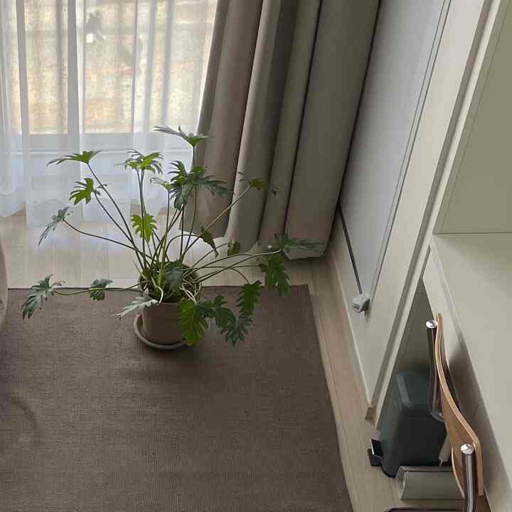Beige and green-toned small studio apartment featuring a plant, wooden chair, and rug with a natural modern interior