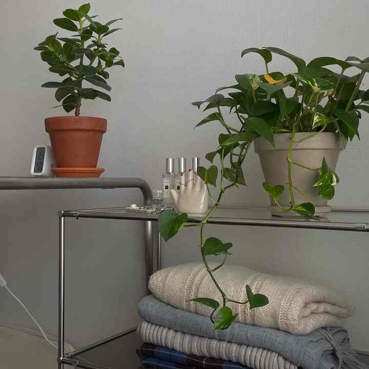A simple and modern space with white walls, natural brown terracotta pot, metal shelf displaying green plants and knit blankets