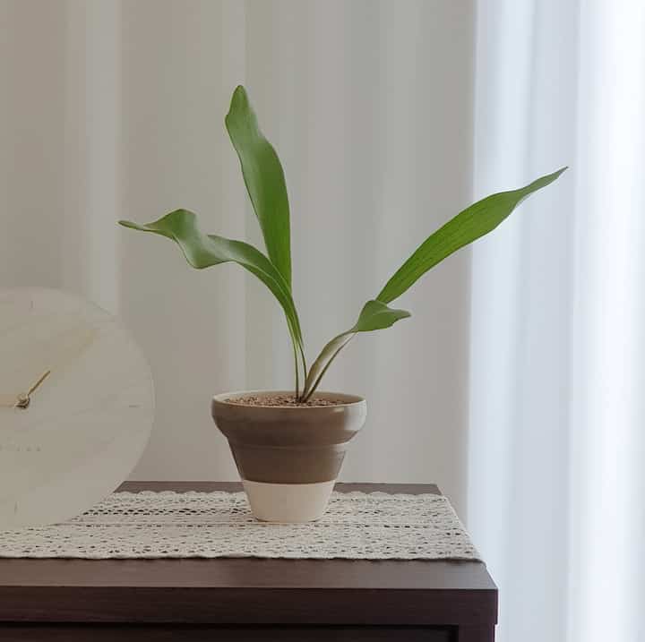 A simple and elegant space with a dark brown dining table on a white-toned background, featuring a tablecloth and a Bird's Nest Fern plant