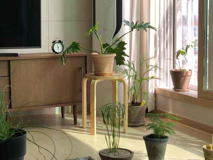 Natural tone living room with wood furniture and multiple plants, creating a cozy spring-inspired atmosphere