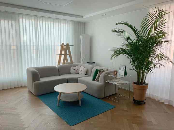 White and gray toned living room featuring modular sofa, curtains, large potted plant, and blue carpet in a simple design