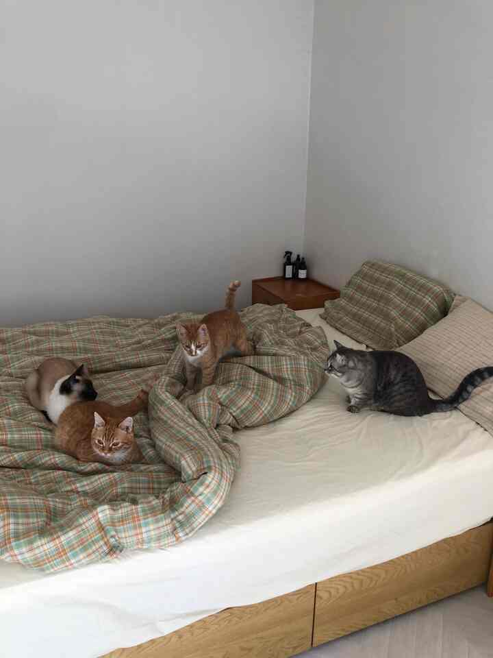 To welcome spring, I first changed my bedroom bedding! As always, cats love new bedding the most! 
I'm embarrassed because I feel like I'm bragging about my cats rather than my new bedding >_< 
I chose a vintage check pattern and lemon butter color that go well with spring☺️💛💛💛