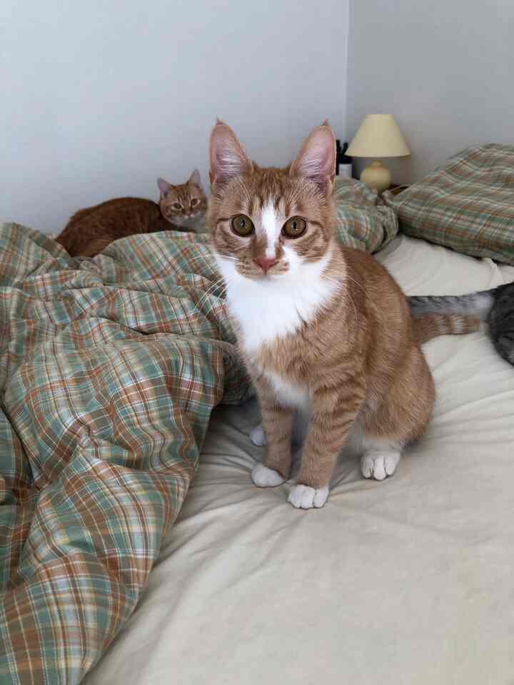 A beige and greenish plaid duvet-covered bedroom featuring two cats sitting on the bed, creating a cozy atmosphere