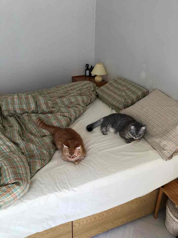 白い壁と木目調の家具があるナチュラルでシンプルな寝室。チェック柄の布団と枕の上に2匹の猫が横たわっている印象的な空間。