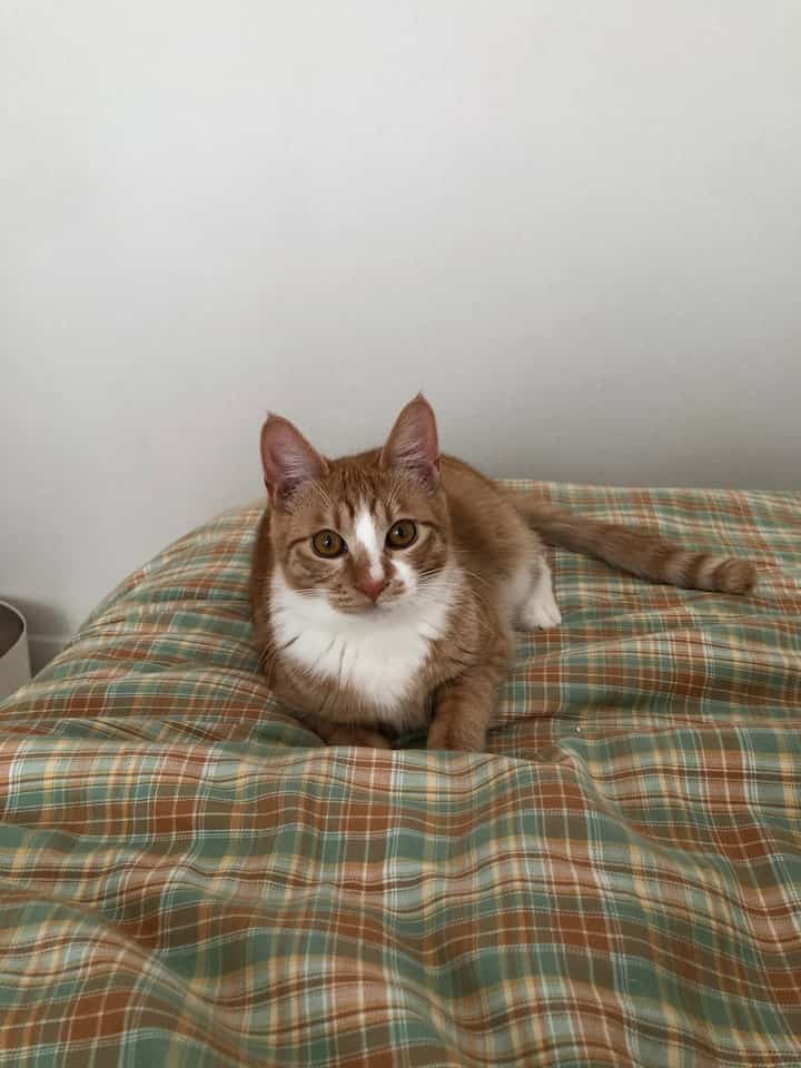Natural toned bedroom featuring a Benjamin check cotton duvet cover with a cat sitting comfortably on the bed