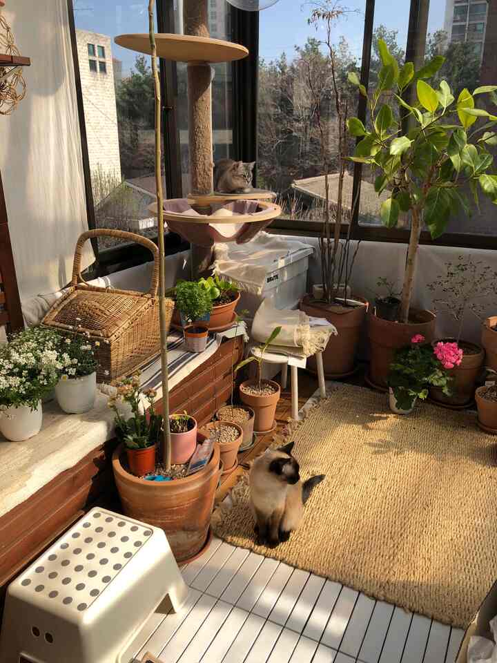Natural color toned veranda space featuring numerous plants, a cat tower, and two cats creating a cozy atmosphere