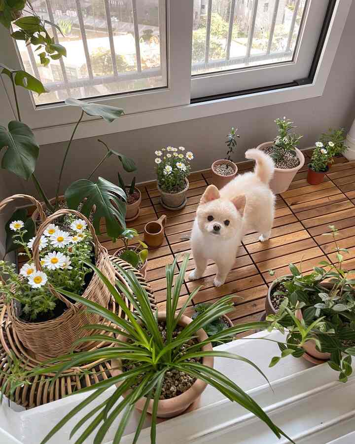 Wood tone veranda space with various potted plants and a cream-colored dog standing, creating a natural atmosphere
