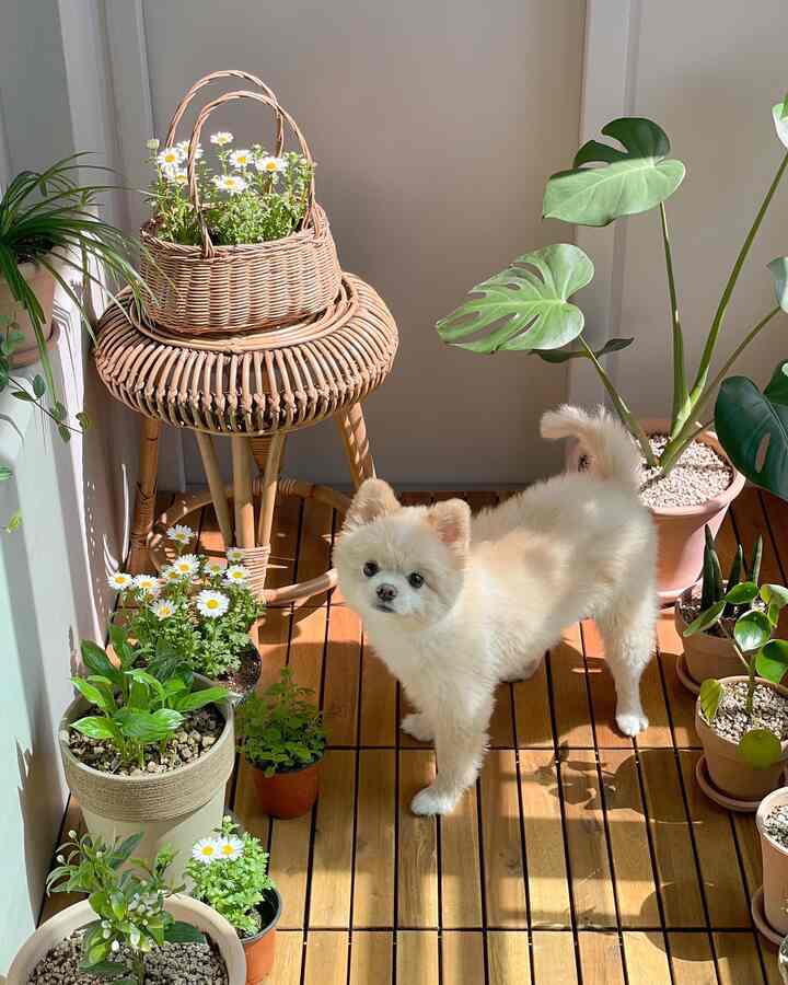 Sunlit veranda featuring wood tone deck flooring, natural stool, abundant plants, and a fluffy dog, creating a cozy pet-friendly natural space