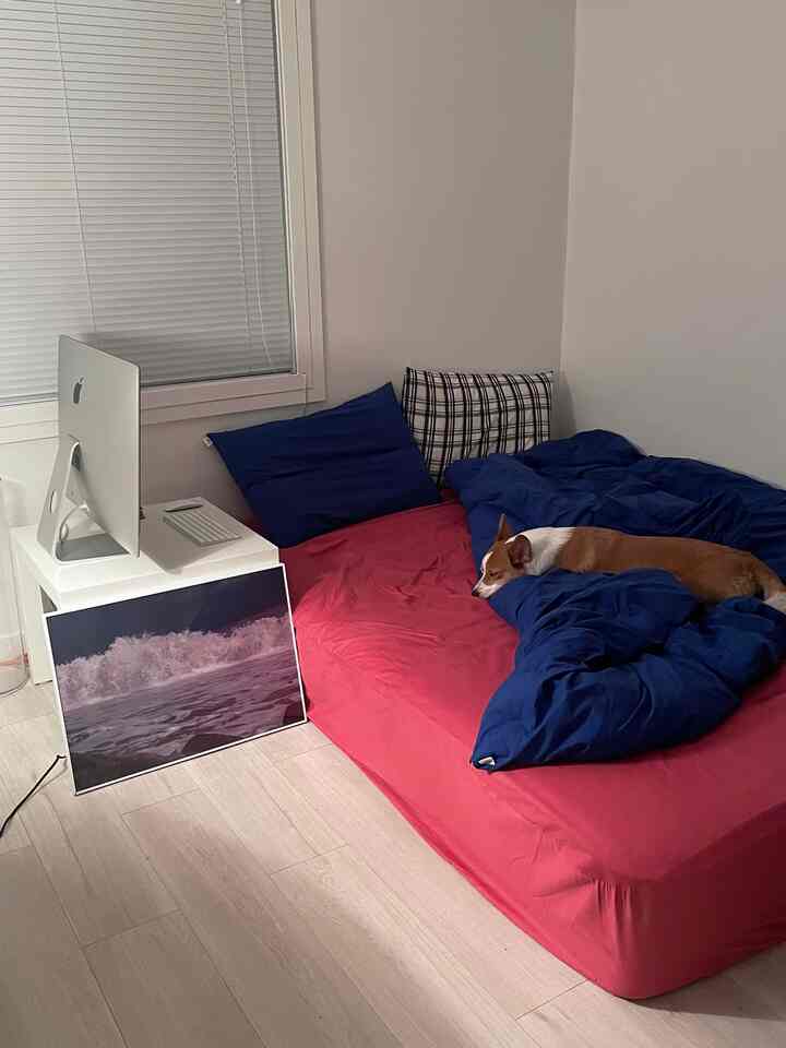 ホワイトの壁とブラインドがあるモダンな寝室、赤いマットレスとネイビーの寝具の上にウェルシュ・コーギーが横たわる雰囲気のあるインテリア