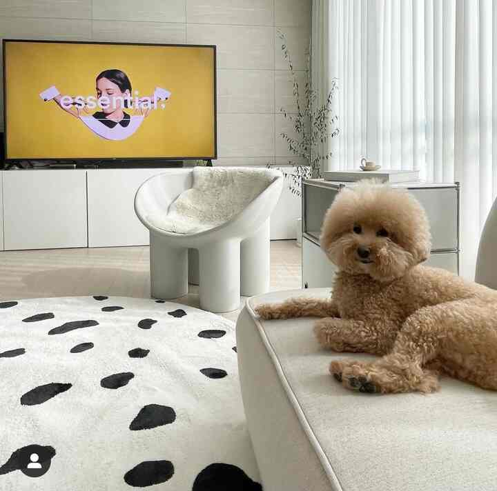 A modern and natural living room in white and beige tones, featuring a cream sofa with a relaxed dog resting on it