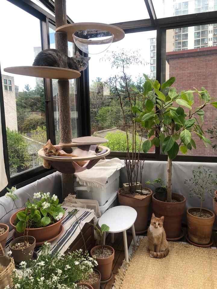 Natural-toned veranda space featuring cats and various plants with a cozy interior atmosphere