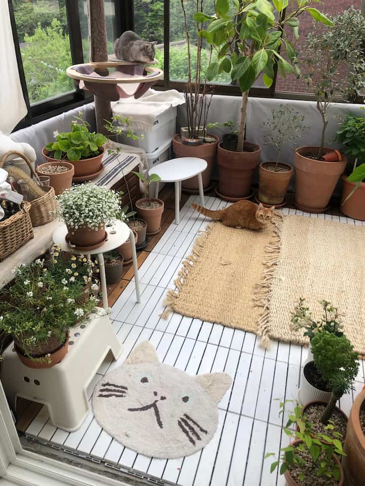 Natural tone veranda space featuring plants, a cat tower, and a cozy cat resting on rugs