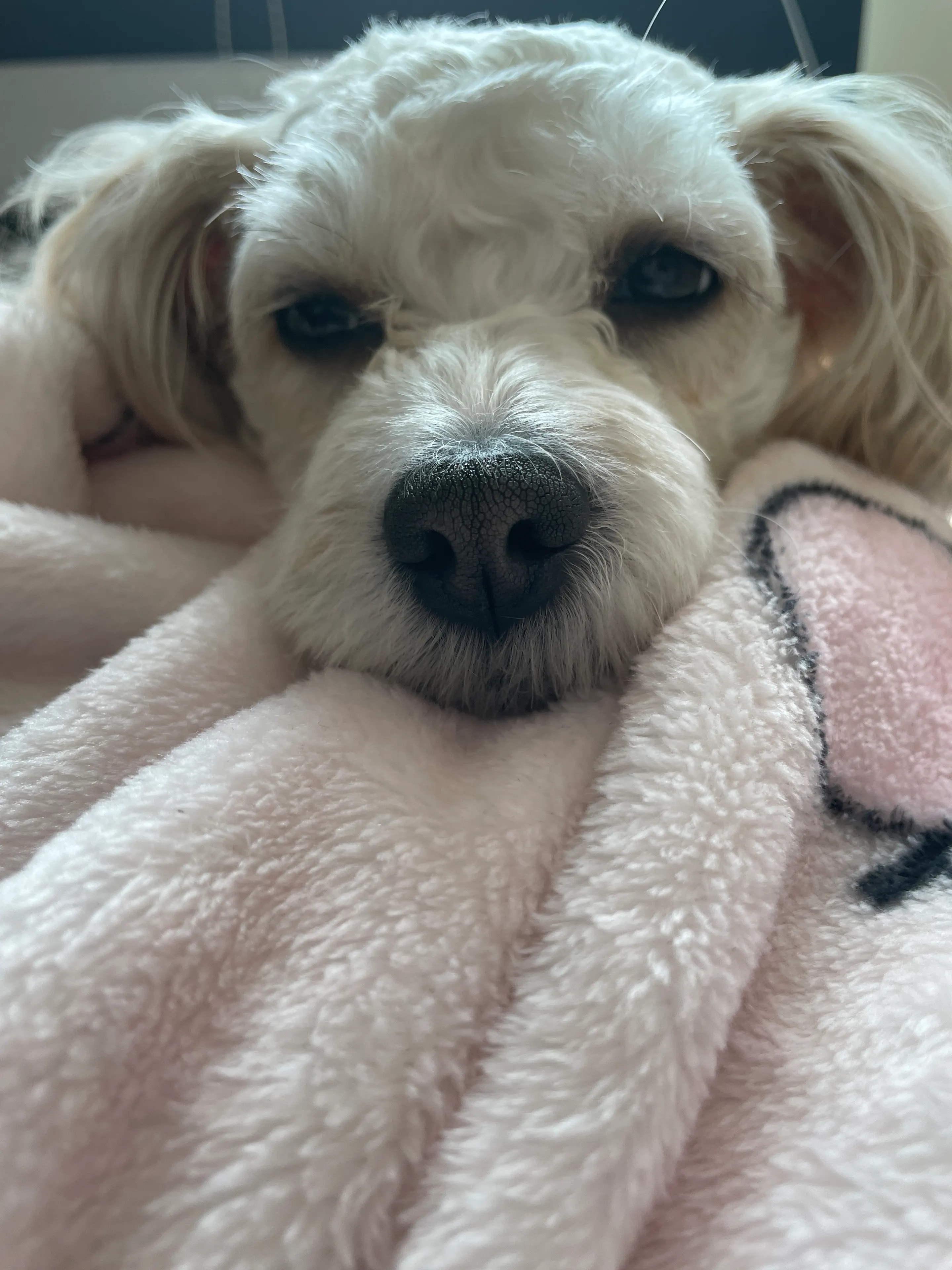 Momozzing Plush Blanket & Comforter user photo