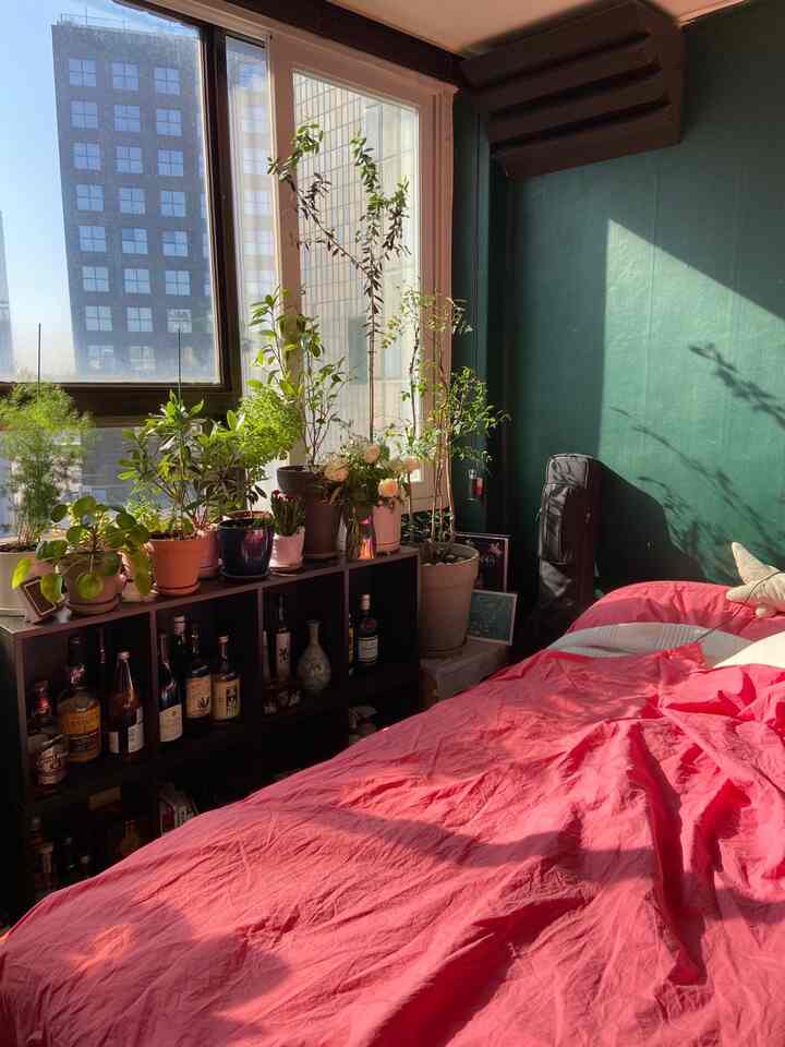 Cozy studio bedroom with green walls, multiple plants, and vibrant pink bedding bathed in sunlight