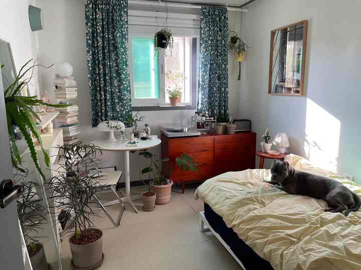 白い壁とナチュラルなブラウンのチェスト、柄のカーテンと植物が配置された寝室で、黄色い布団の上に犬がくつろぐ穏やかな空間