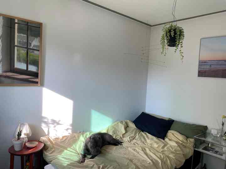 明るいナチュラルトーンの寝室、黄色い掛け布団とダークブルー・オリーブの枕が置かれたベッドの上に犬が横たわり、壁には2枚のポスターとハンギングプラントが配置されている。