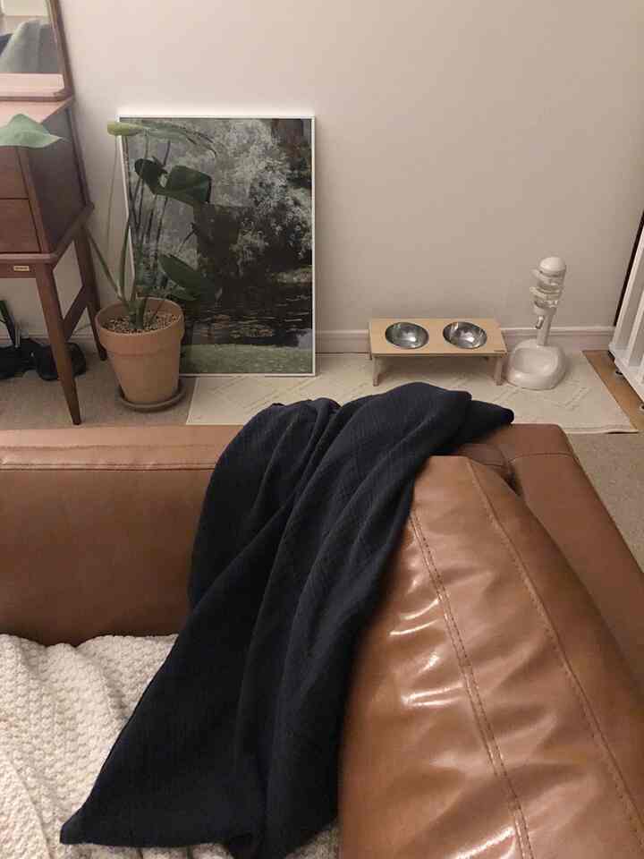 Living room corner with brown leather sofa and white walls, featuring a plant and dog feeding bowls in a cozy setup