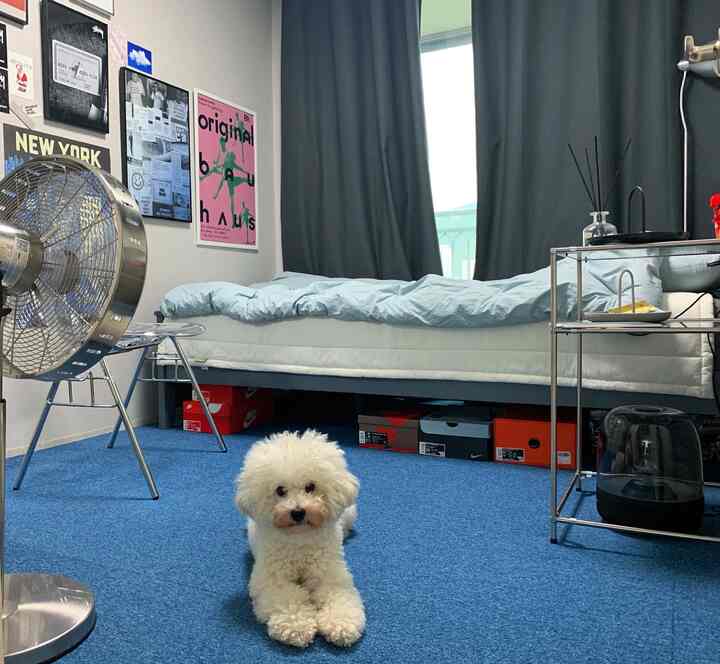 Small studio bedroom with blue carpet and blackout curtains, featuring a dog resting in center, showcasing a modern vibe