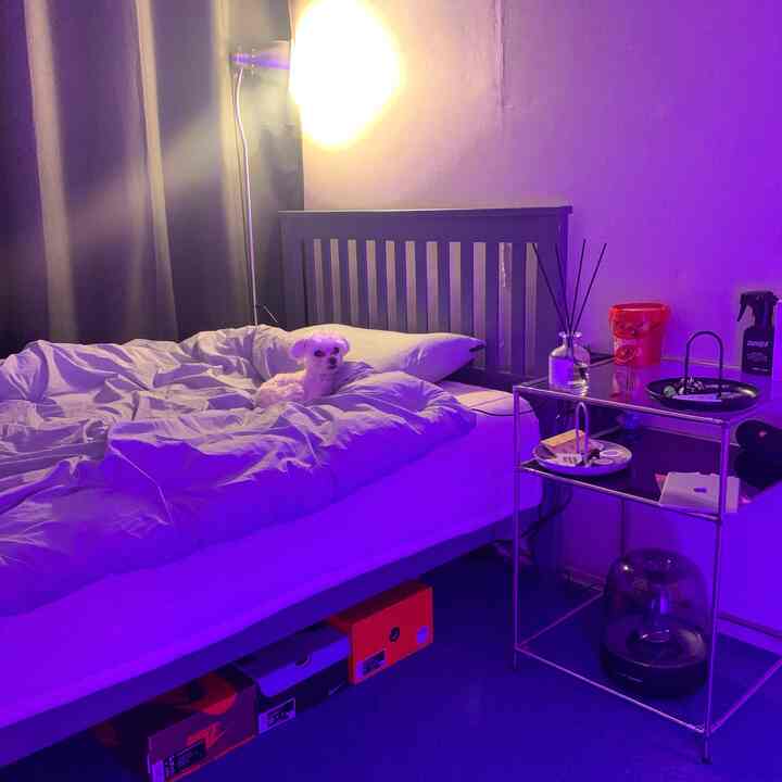 Purple mood lighting studio bedroom featuring a cozy bed with a dog sitting on it, creating an atmospheric vibe
