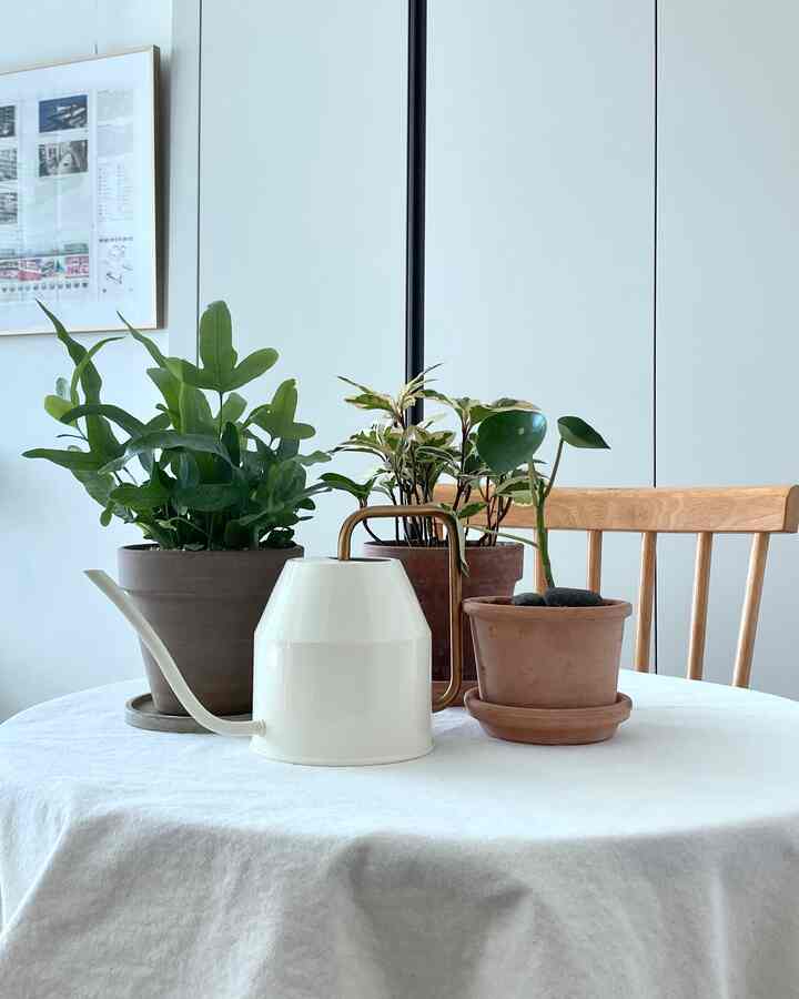 5月はプランテリアの季節だと見てもいいほど青い月がジヨブ🌳