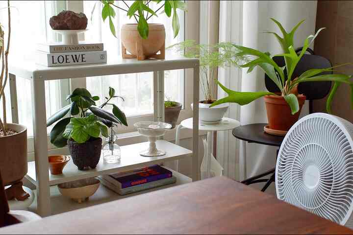 A bright living room featuring white shelves and wooden tones, adorned with various plants creating a natural and cozy atmosphere