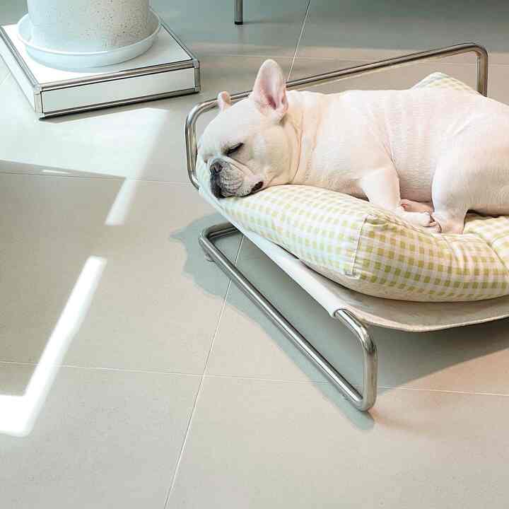 White and light green tone space featuring a dog comfortably resting on a pet bed in cozy interior