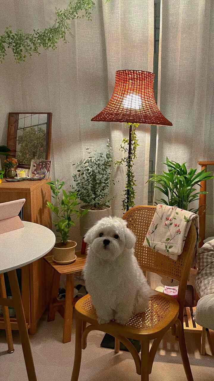 ナチュラルな色調のリビング、ラタンのフロアランプとダイニングチェア、複数の植物が配置された雰囲気のあるインテリア