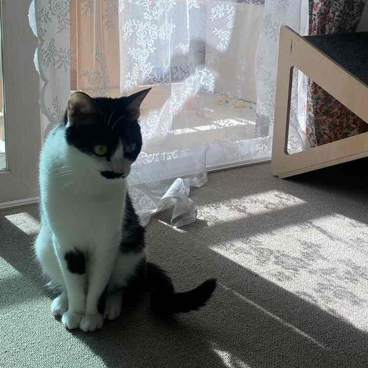 ナチュラルカラーの寝室、グレーのDIYタイルカーペットが敷かれ、前窓にはレースカーテンが柔らかく日差しを遮り、黒白模様の猫が座っている印象的な空間