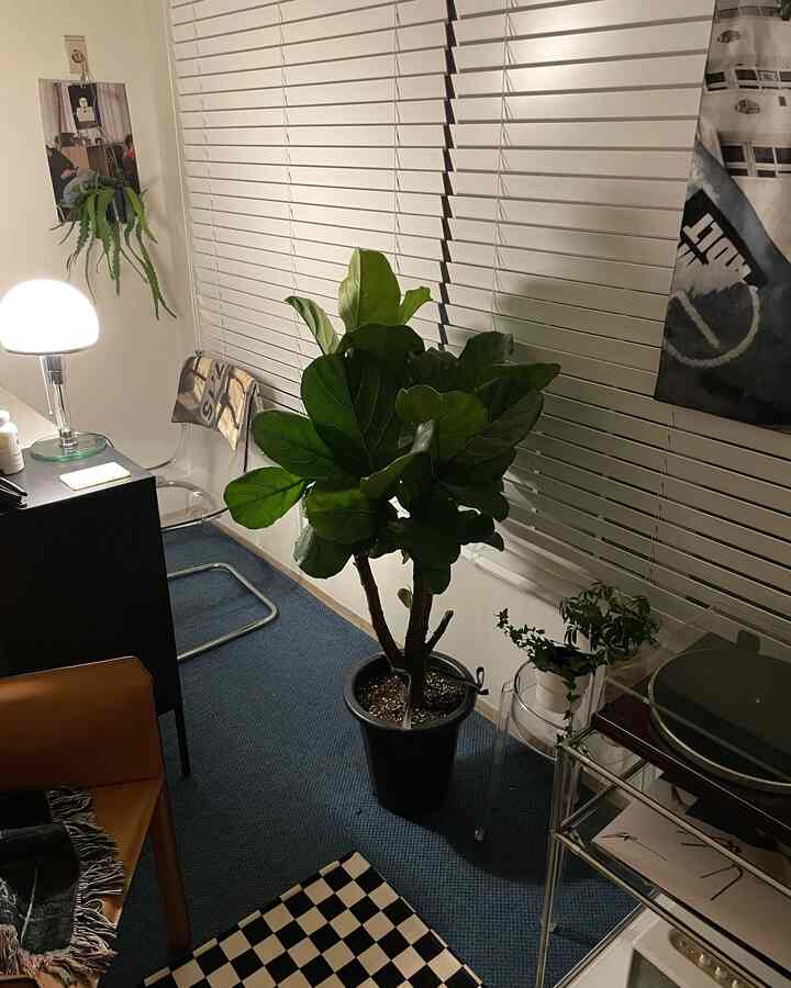 Natural modern home office space with white blinds, transparent chair, black desk with table lamp, and prominent green plant