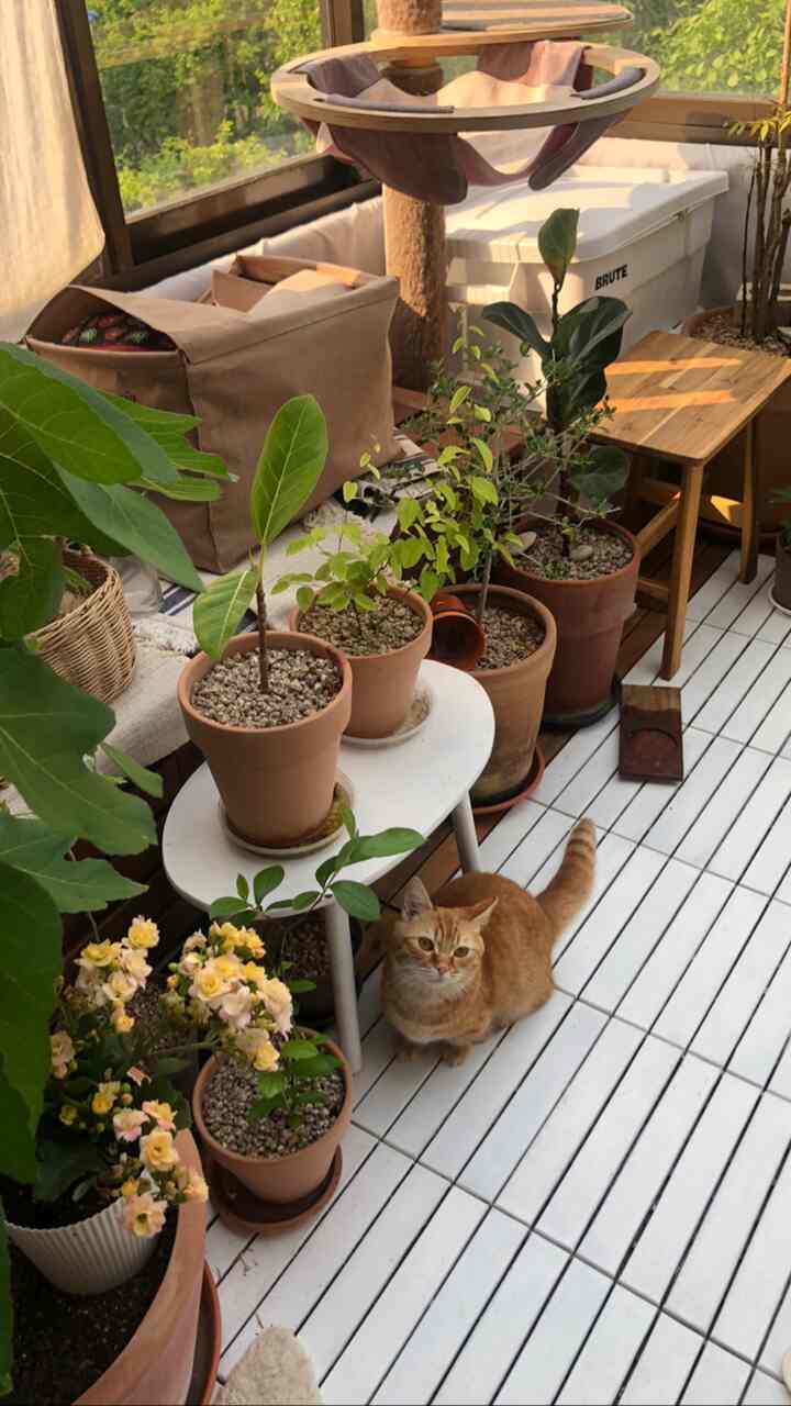 Brown and white toned veranda featuring various plants and a cat tower with a natural atmosphere